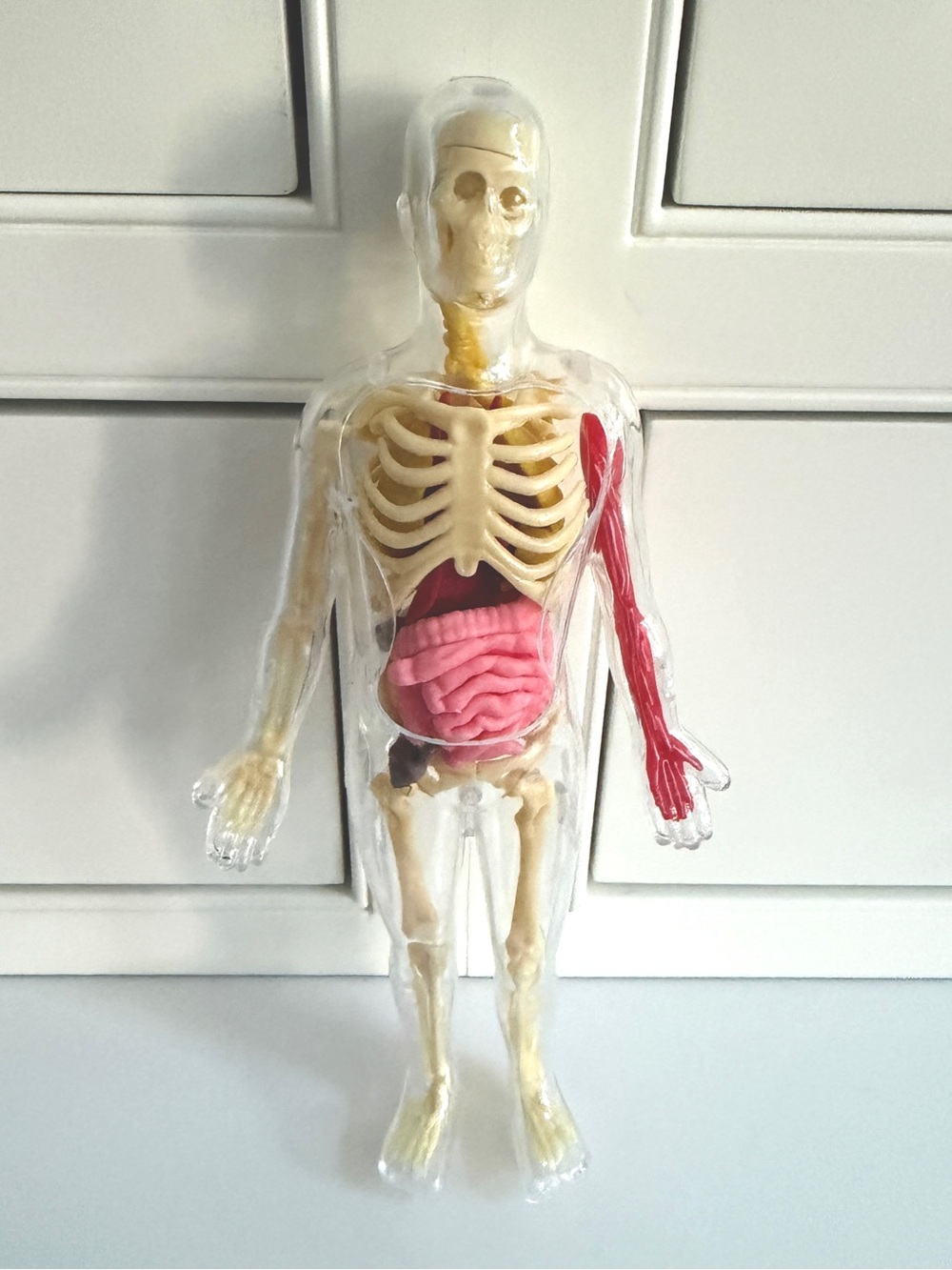Skeleton Glow in the Dark Human Body Anatomy Model National Geographic for Parts